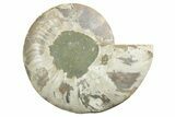 Cut & Polished Ammonite Fossil (Half) - Madagascar #347545-1